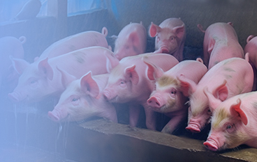  瑞达状（猪。